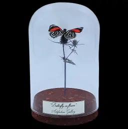 Callicore sp. on dried bloom in glass cloche, Peru