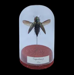 Camposternus sp. in Glass Cloche 12 cm, Laos