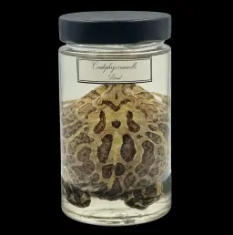 Ceratophrys cranwelli – Enigmatic Chacoan Horned Frog Preserved in Glass