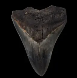 Megalodon Tooth, 67gr, h 10.2cm, circa 13 mln years old