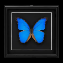 黑框裝 Morpho didius，秘魯
