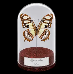 Siproeta stelenes in Glass Cloche 12 cm, Peru