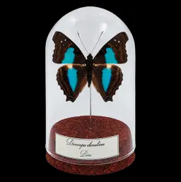 Doxocopa cherubina in Glass Cloche 10 cm, Peru
