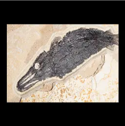 Atractosteus Lapidosteus fish