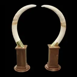 Grand Heritage: Exquisite African Elephant Tusks