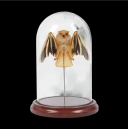 Kerivoula picta bat in a glass cloche