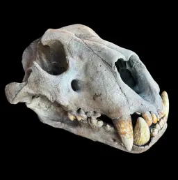 Monarch of the Ice Age – Authentic Skull of the Prehistoric Cave Lion
