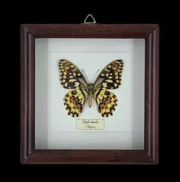 Lime Swallowtail: Papilio demoleus in Frame, Indonesia
