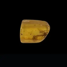一塊天然琥珀
