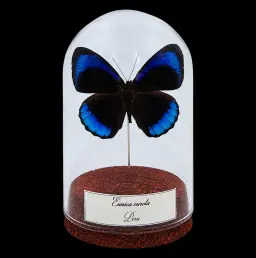 Eunica eurota in Glass Cloche 10 cm, Peru