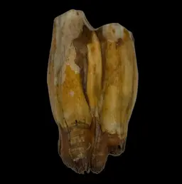 Fossilized Tooth of a Prehistoric Horse – Relic from the Siberian Past