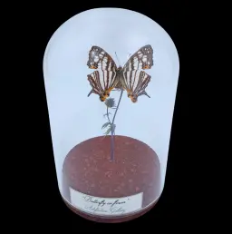 Cyrestis maenalis on dried bloom in Glass cloche, Philippines