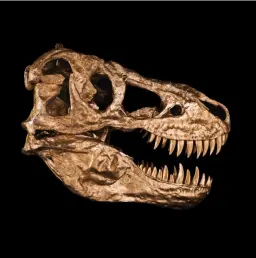 Precise 1:1 cast of Tyrannosaurus rex skull, 3d printed, 24k gold