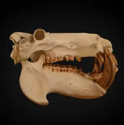 Impressive Hippo Skull - Relic from Africa's Great Rivers