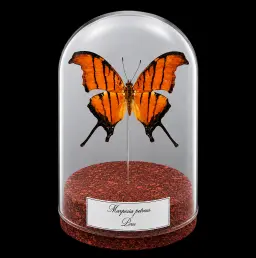 Marpesia petreus in Glass Cloche 12 cm, Peru