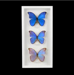 Peru's Blue Morpho Butterflies