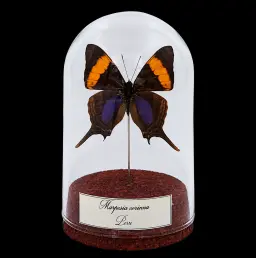 Marpesia corinna in Glass Cloche 10 cm, Peru