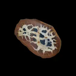 Natural Desert Septaria “Dragon Stone”, 168 gr