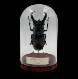 Hexarthrius Parryi