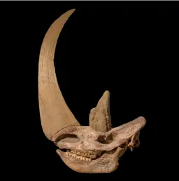 Skull of Woolly rhinoceros