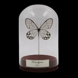 Haetera hypaesia in Glass Cloche – The Phantom Wings of the Peruvian Forest