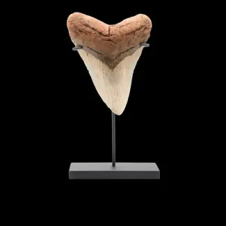 Megalodons teeth