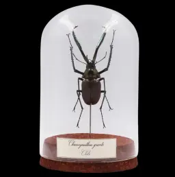 Chiasognathus grantii (Chilli): Darwin's Beetle Preserved