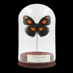 Catonephele numilia – The Sunset Jewel of Peru