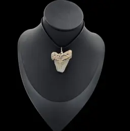 Megalodon Tooth, Pendant, 9gr