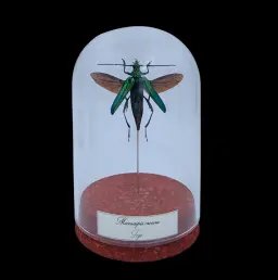 Mecosaspis croceus in Glass Cloche 12 cm, Togo