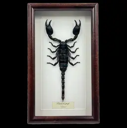Heterometrus spinifer – Magnificent Giant Forest Scorpion from Thailand in Decorative Frame