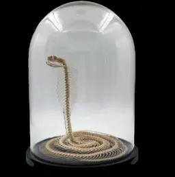 Preserved Snake Skeleton in Glass Cloche – A Delicate Study of Natural Form
