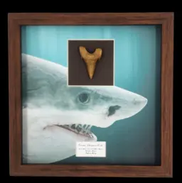 Prehistoric Power: Authentic Otodus obliquus Tooth, 6cm