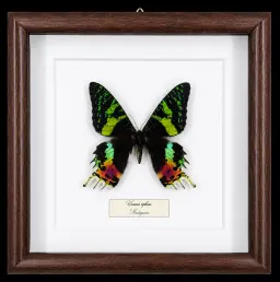 Urania ripheus in Frame, Madagascar