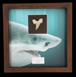 Prehistoric Power: Authentic Otodus obliquus Tooth 5.6 cm