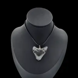 Megalodon Tooth- Pendant,  14gr