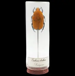 Euchroea oberthuri – The Golden Sunset Beetle of Madagascar