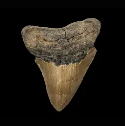Megalodon Tooth, 119gr, h 9.8cm, 13mln years old