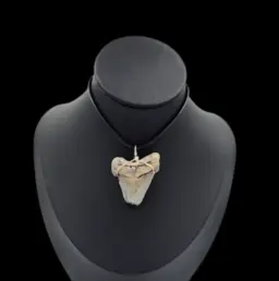 Megalodon Tooth, Pendant, 9gr