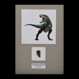 Natural Tyrannosaurid Tooth from Kazakhstan