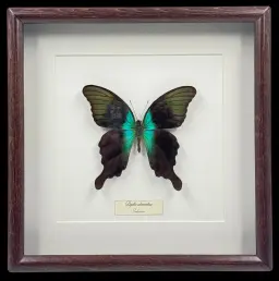 Papilio adamantius Butterfly in Wooden Frame – Jewel of the Tropics