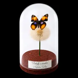 Junonia hierta on dendlion in Glass cloche 12 cm, South Africa