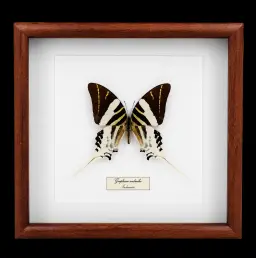 Graphium androcles in Frame, Indonesia