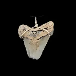 Megalodon Tooth, Pendant, 9gr