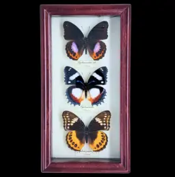 Collection of Hypolimnas butterflies in Frame