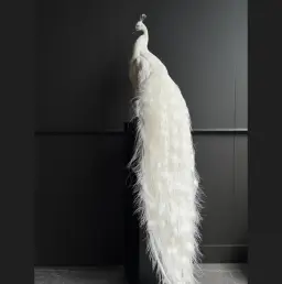 Full-Mount White Peacock (Albino)