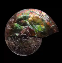 Ammonite with Ammolite Layer – Monument from the Dawn of the Mesozoic 25 cm, Double-Sided
