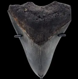 Megalodon Tooth, 67gr, h 10.2cm, circa 13 mln years old