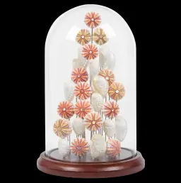 Marine composition in glass cloche