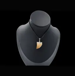 Mosasaur Tooth – Relic of a Cretaceous Sea Predator